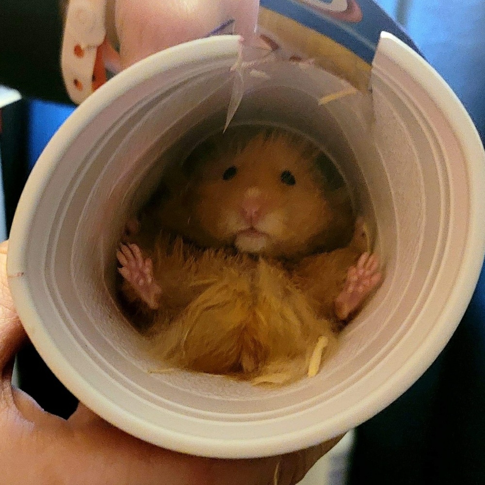 Meet your Posher, Pandora
